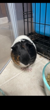 Any – Guinea Pig For Free