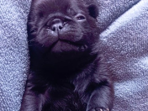 Pug – PUG MACHO E FÊMEA