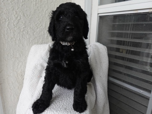 Doodle – boy doodle puppy available – Atlanta
