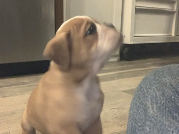 Olde English Bulldogge – English Bulldog pups – Gardendale