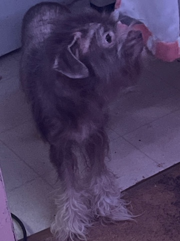 dog for rehoming
