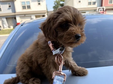 Goldendoodle – Friendly Goldendoodle Puppy for Sale – 9 Weeks Old – Martinsburg