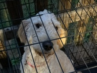 Goldendoodle – female golden doodle – Taylorsville