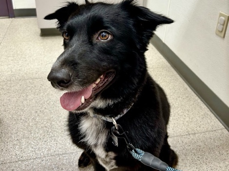 Re-homing 5 yr. old Aussie Dog