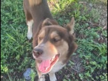 Siberian Husky – Dog for free – Lake Worth Beach