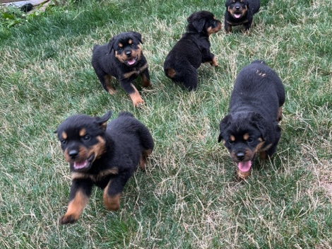 Rottweiler Puppies