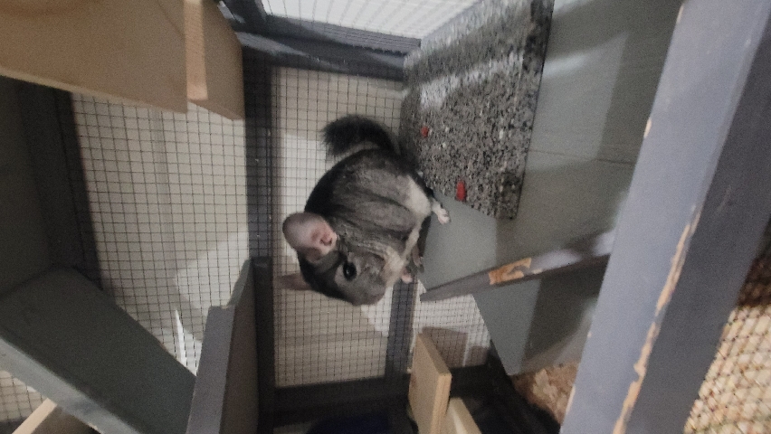 Chinchilla for sale