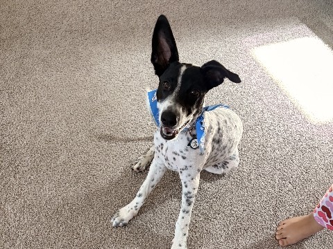 Border Collie – hyper puppy needs home – Moreno Valley