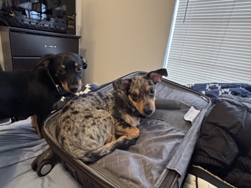 Dachshund – Two adorable Chihuahua/Dachshund Siblings – Flagstaff