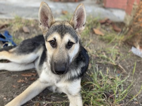 German Shepherd – Playful German Shepherd Puppy – 4 Months Old – San Gabriel