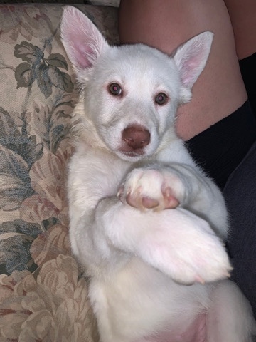 Siberian Husky – white husky