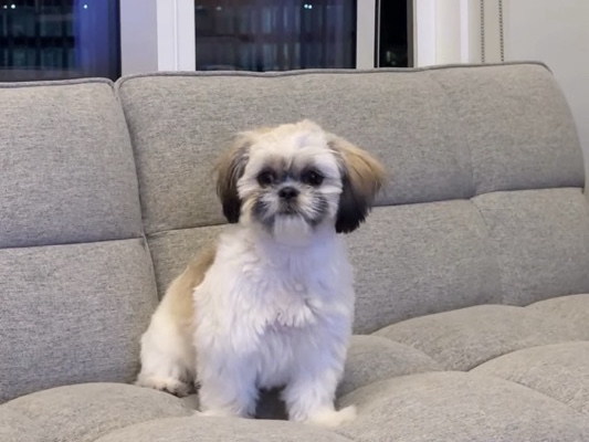 female potty trained Maltase puppies – Milwaukee