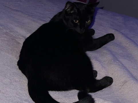 Oriental Shorthair – FREE BLACK CAT nephews are allergic – Phoenix