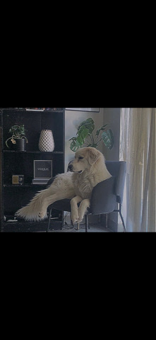 Great Pyrenees – simba needs a new loving home!