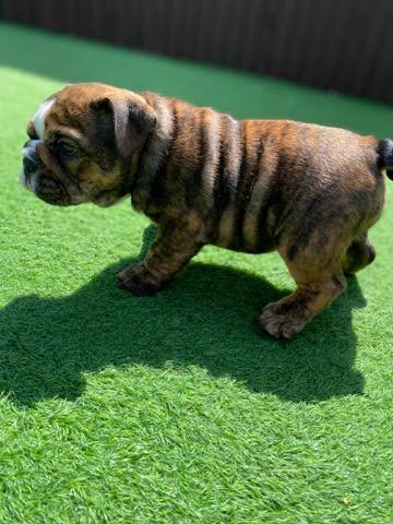 Bulldog – English Bulldog puppies. ready to leave now