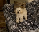 Poodle – teacup poodle
