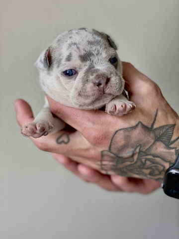 French Bulldog – Lilac merle french bulldog