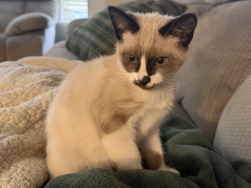 Siamese – Sweet Baby Tulip 🌷 – Richmond