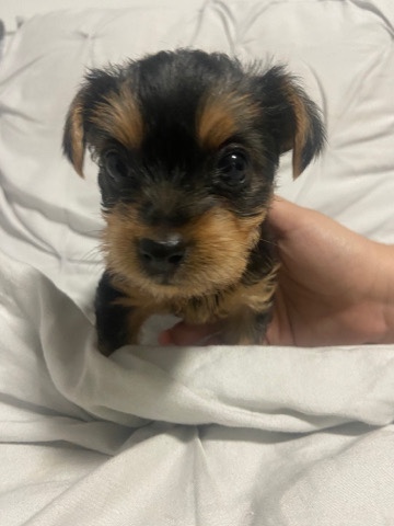 Yorkshire Terrier – Female yorkie puppy