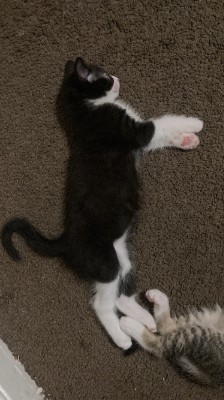 American Shorthair – 3 Boy Kittens (Tuxedo, Tabby, & Tabby with white) in LA, California – San Jose