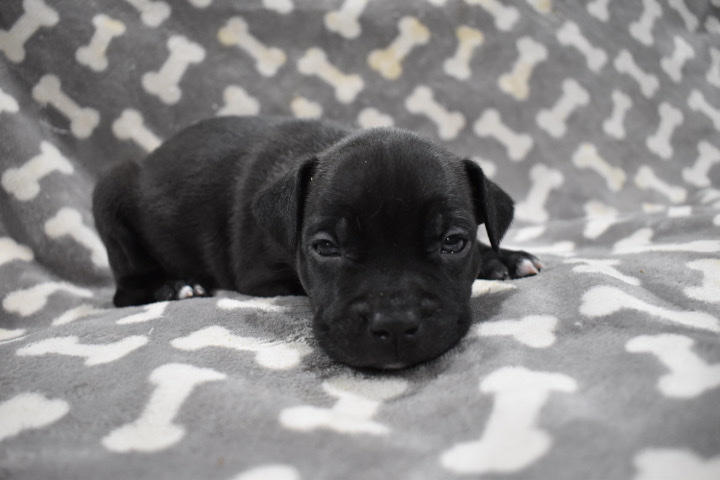American Pit Bull Terrier – American Pit Bull Terrier