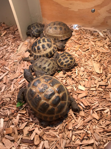 tortoise