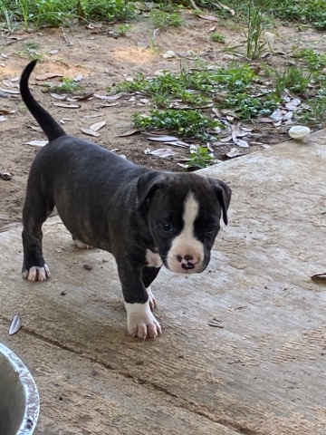 American Pit Bull Terrier – Pitbull puppies 6 weeks
