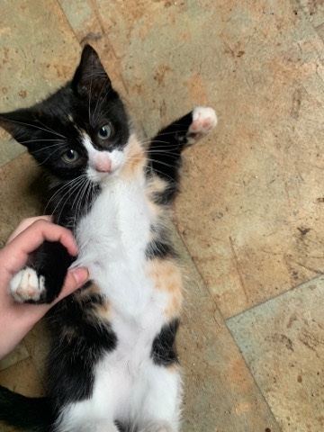 kitten