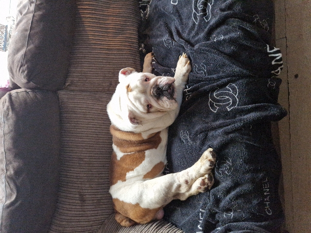 Bulldog – British bull dog.