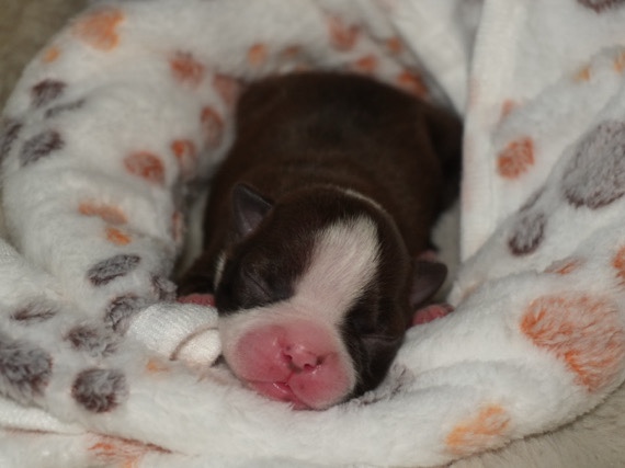 Boston Terrier – Girl Boston terrier puppy – Rocklin