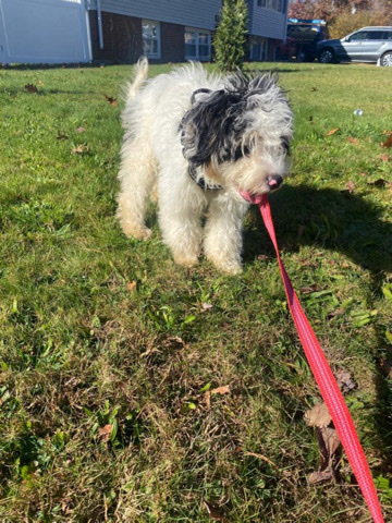 Mini Bernedoodle puppy - Female