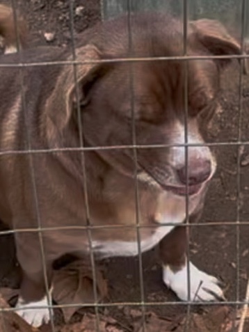 Pug – Sweet Dog needs Home – Austin