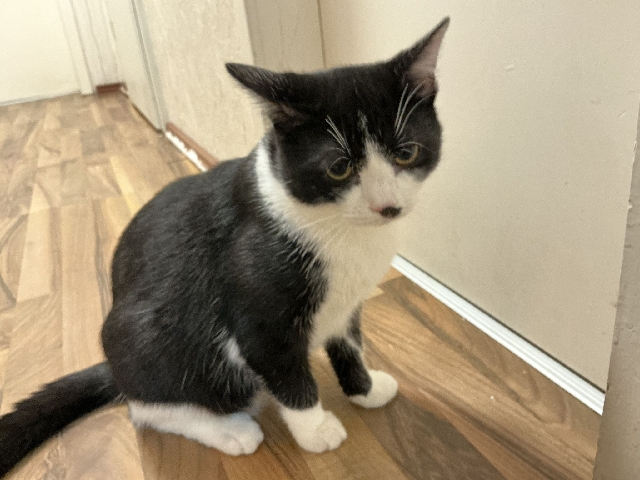 European Shorthair - 2 süße Katze available for adoption in Bremen