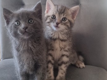 British Shorthair – BKH-Kitten