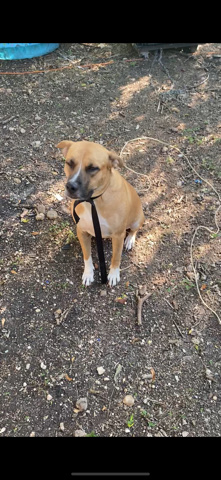 Labrador Retriever – please help him find a new home