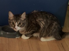 Maine Coon – mainecoon mixed breed – Hamden