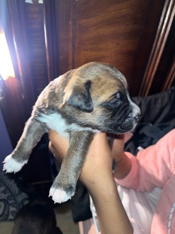 Labrador Retriever – Lab Mix Golden Retriever 6 Week Old Puppies