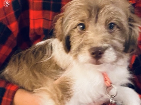 Pomeranian – Cocker/Pomeranian/Mini Poodle