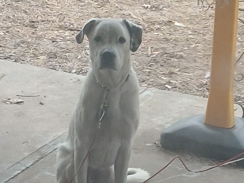 Dalmatian – krypto – Kansas City