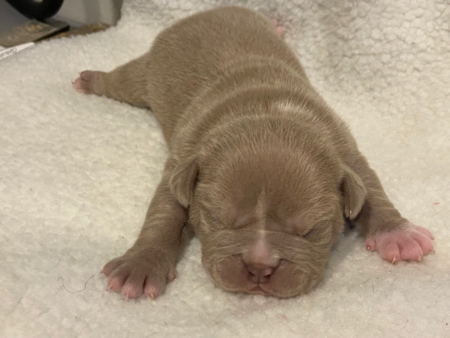 American Pit Bull Terrier – Exotic American Bully