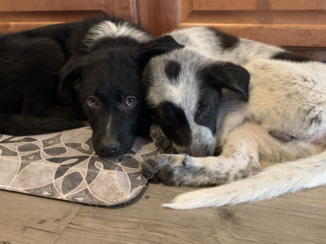 Australian Cattle Dog – Cattle Dog/Pyrenees puppies! – Seaside