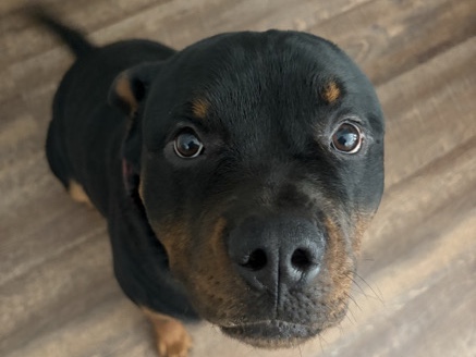 Rottweiler – ReHome – Pasadena