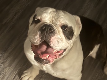 American Bulldog – American Bull dog – Arlington