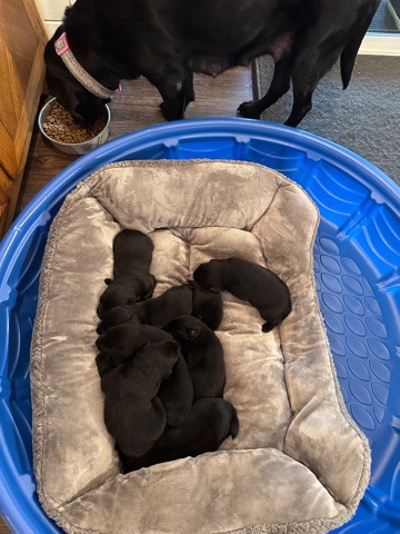 Australian Shepherd – Aussiedor 6 puppies for sale