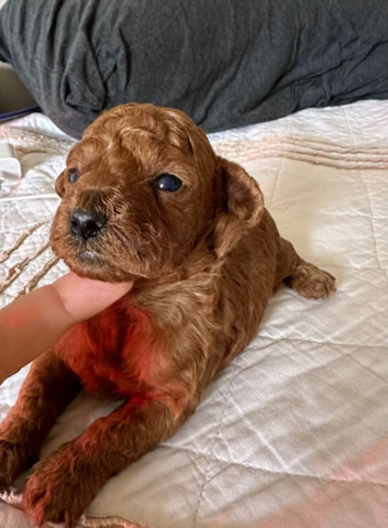 Poodle – teacup poodle