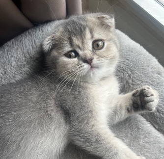Scottish Fold – Kitten Scottish Fold/Straight