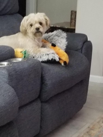 Shih Tzu – Harley Needs New Home