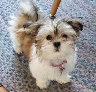 Shih Tzu – Cute puppy for sale