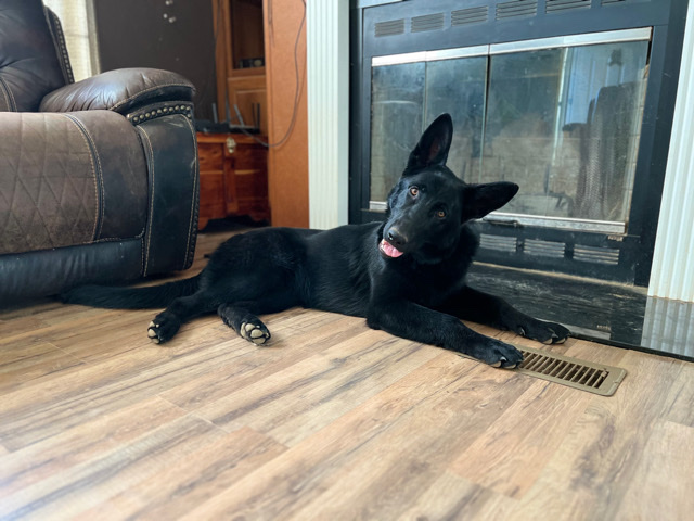 German Shepherd – Black German Shepherd
