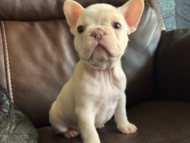 French Bulldog – Sunny – Milwaukee